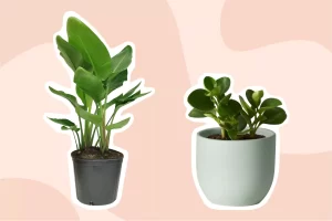 cay trong trong nha 17638 Top 10+ các loại cây trồng trong nhà tốt nhất năm 2023 Top 10+ các loại cây trồng trong nhà tốt nhất năm 2023