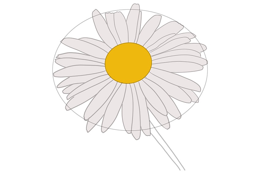 vẽ hoa cúc 06