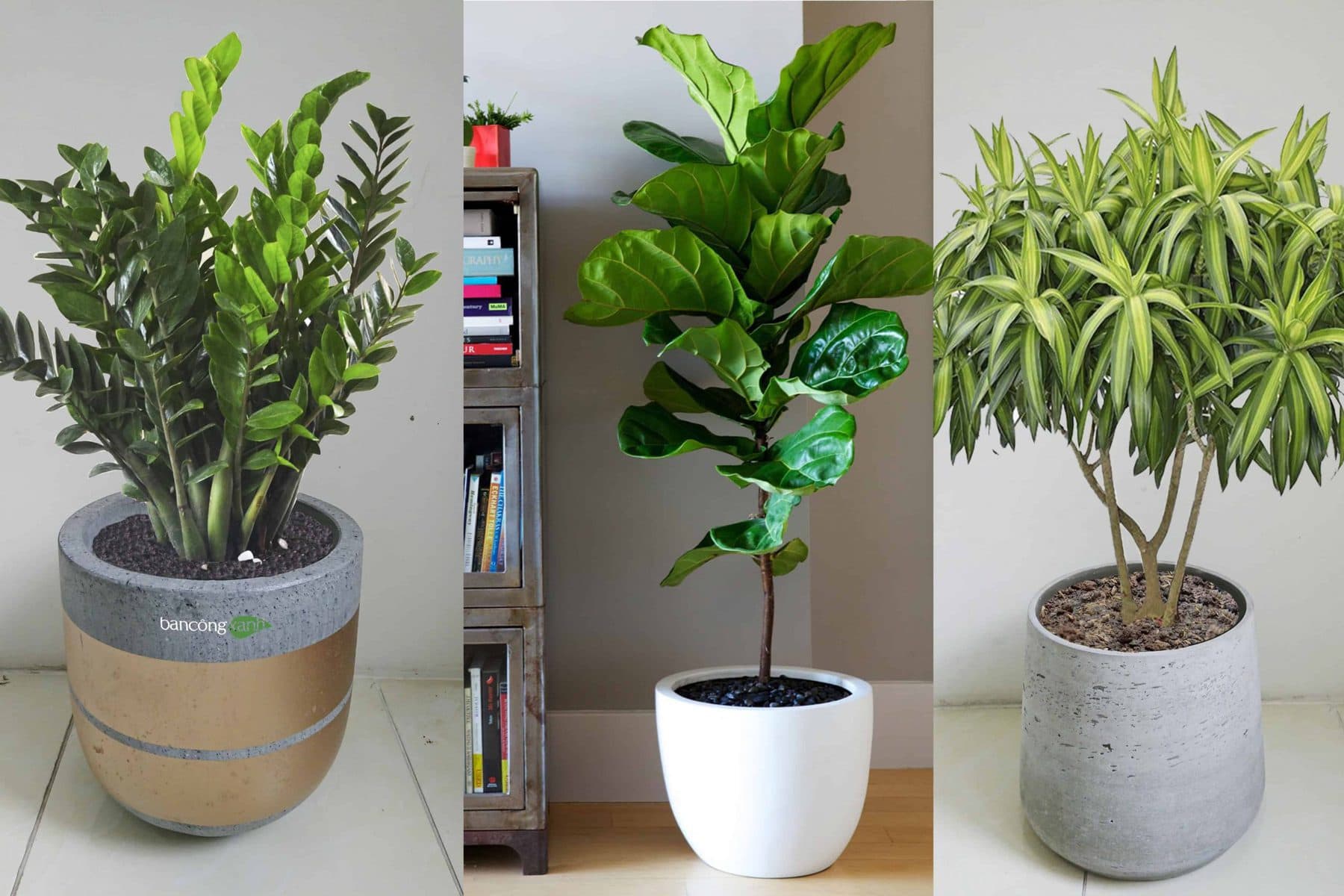 Top 10 Địa chỉ bán cây cảnh Thủ Đức đẹp rẻ nhất 2023 3 cây cảnh thủ đức,bán cây cảnh thủ đức chau cay tet phong thuy 8 scaled 1 Top 10 Địa chỉ bán cây cảnh Thủ Đức đẹp rẻ nhất 2023 Top 10 Địa chỉ bán cây cảnh Thủ Đức đẹp rẻ nhất 2023