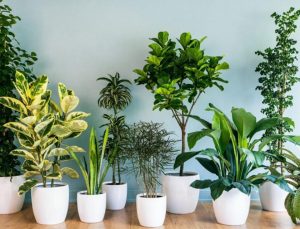 dia chi ban chau cay canh 1 Top 10 Địa chỉ bán cây cảnh Thủ Đức đẹp rẻ nhất 2023 Top 10 Địa chỉ bán cây cảnh Thủ Đức đẹp rẻ nhất 2023